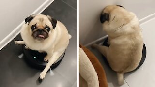 Pug goes for ride on robot vacuum cleaner