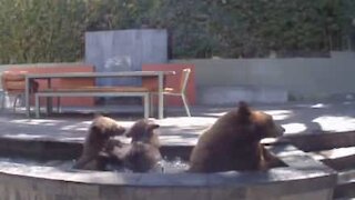 Une famille d'ours se détend dans un jardin