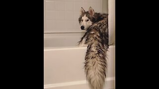 This cute husky really likes to bath