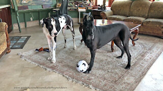 Sports-loving Great Danes love to play soccer