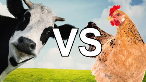 BEEF vs CHICKEN - Which is Better for Type 1 Diabetes?