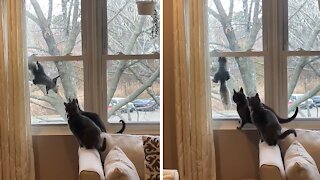 Pair of cats stalk squirrel climbing onto window