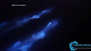 Dolphins swim in bioluminescent waves in Newport Beach