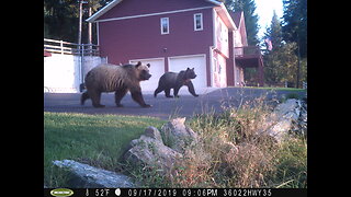 Three Grizzly Bears in the Backyard