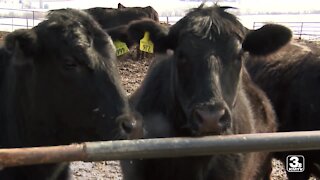 Cattle feeders open up about challenges during pandemic