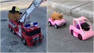 Adorable guinea pigs go out for a test drive