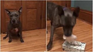 This dog brings his owner tissues!