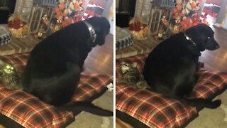 Big dog literally sits on kitten to reclaim his bed