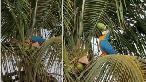 Parrot | Parrot Drinking A Coconut | Talented Parrot