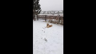 Golden Retriever loves snow, refuses to come back inside