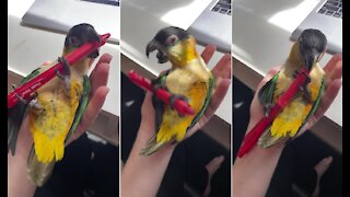 Baby parrot adorably plays with her favorite toy