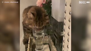 Cat loves drinking water from glass