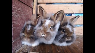 you won't believe what these rabbits do