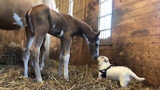 Newborn foal meets doggy for the first time