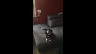 Dog howls along to his favorite song