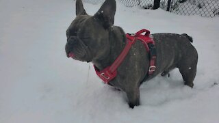 Frenchie loves running around in the snow