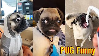Crazy Pug Funny Moments - Cute Dog Videos | Pets Funny Videos