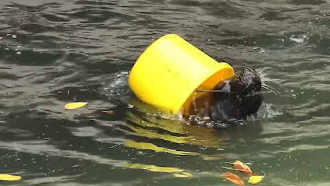 Cheeky sea lion steals caretaker's bucket to play with it