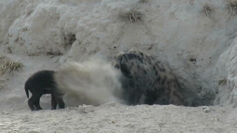 Young hyena kicks sand in his baby brother's face while cleaning out their den