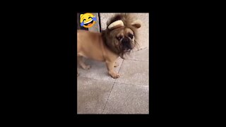 Funny dog video - HILARIOUS