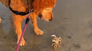 Cadela diverte-se com caranguejo