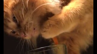 Clever Cat Uses Paw To Drink Water From Glass