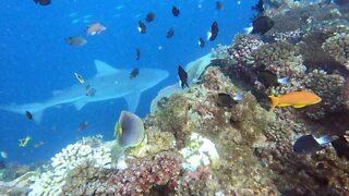 "Friendly" bull sharks wait for scuba diver to come over the coral ledge