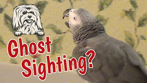 Psychic parrot sees the ghost of a dog friend