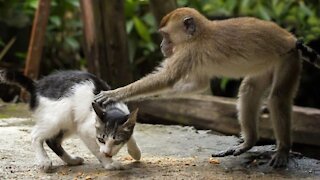 Funny Monkey vs Angry Cat