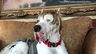 Great Dane shows off his comb over toupee wig