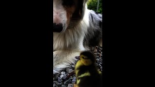 Australian Shepherd befriends newly hatched duckling