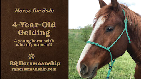 CHILI IS SOLD! Congratulations to his new owner!