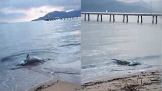 Krokodille spiser på død abbor på stranden