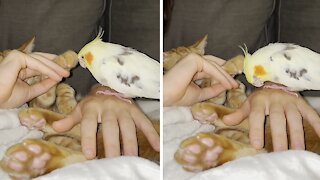 Cat reluctantly pets cockatiel on the head