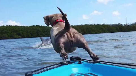 Dog Jumps Off Boat To Chase Dolphin