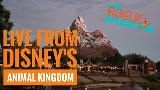 Live From Disney's Animal Kingdom | How Are The Crowds
