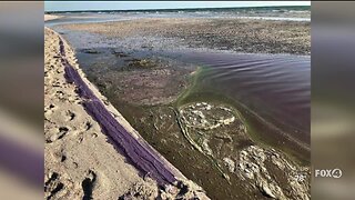 Blue-green algae spotted in North Fort Myers