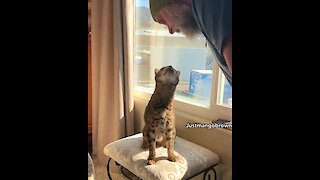 Bengal Cat Adorably Sings Along With Owner