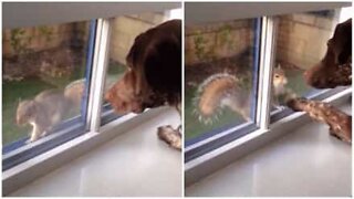 Dog makes friends with a squirrel...through a window!
