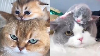 😍 Mother Cat And Kittens 🐱 Funny and Cute Cats Compilation 2020