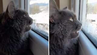 Vocal cat literally attempts to chat with the birds outside