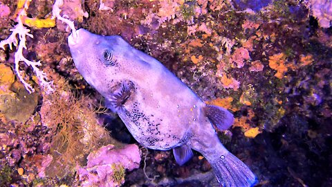 Ocean creatures eat beneath the waves