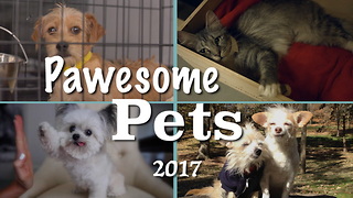 These Pawsome Pet Stories Warmed Our Hearts