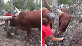 Playing hide and seek with a 1,600-pound steer