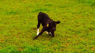 Newborn calf takes first steps on adorably wobbly legs
