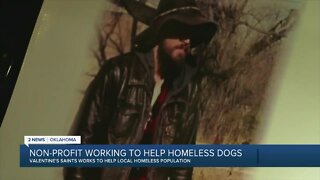 Non-profit working help homeless dogs