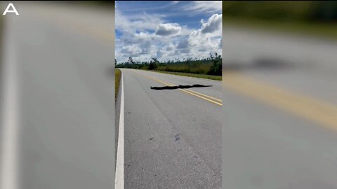 Why Did The 15 Foot Python Cross The Road?