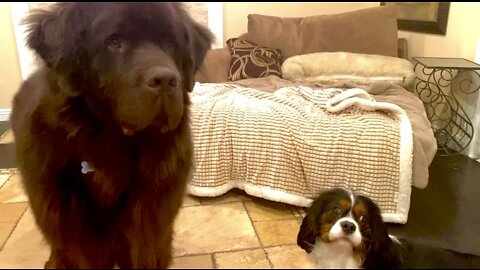 Newfoundland and Cavalier friends battle over toy