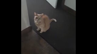 Crazy Cat owner has a full conversation with adorable cat