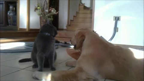 Hilarious animal friendship between age-old rivals